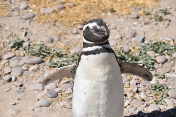 pinguino