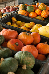 Vegetables at the Farm Stand