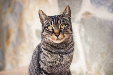 tabby cat © saragraphika