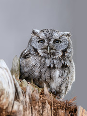 Eastern Screech Owl Closeup Portrait on Gray Background