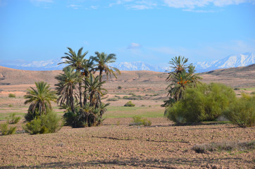 Oaza na skraju pustyni Sahara w Maroku