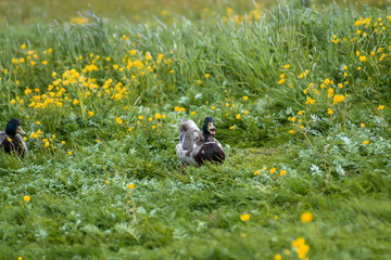 Iceland Birds Nature Animal Icelandic Duck Swan Mallard Duck Seagull