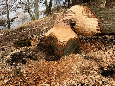 Bobry złamały drzewo