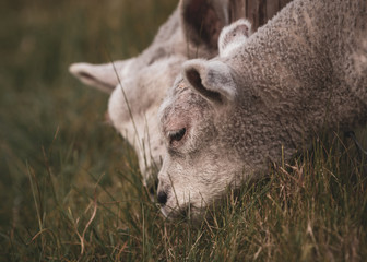 Obraz premium lambs feeding in the ranch behind barbed fence farm cattle animals selective focus blur