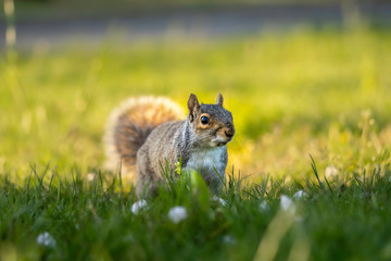 Cute Squirrel Walking On Grass