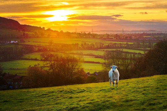Cow Landscape Sunset Livestock English Countryside Nature England Yorkshire