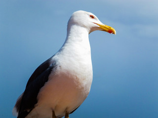 seagull on top of a lamppost