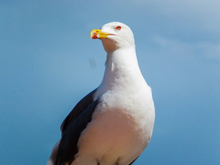 seagull on top of a lamppost