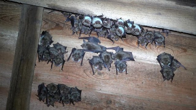 Mausohr Bilder Durchsuchen 1,085 Archivfotos, und