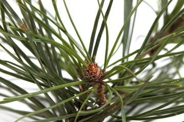 Pine branch with small cones isolated on white