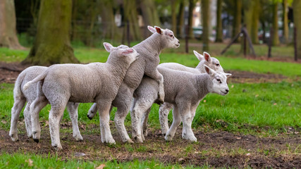 Obraz na płótnie Canvas cheerful and playful herd of lambs in the ranch farm cattle animal selective focus blur