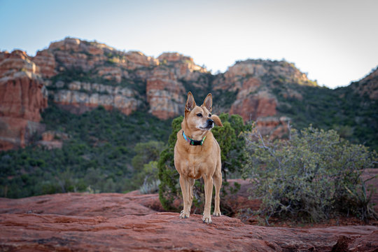 Sedona Hiking Companion