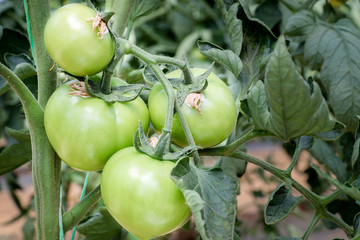 Few green unripe tomatoes hanging on the plant on the farm. Green tomato cluster close-up. Organic indoor farming, tomato plants growth in hothouse.
Agriculture business.