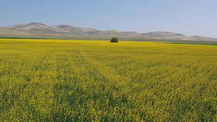 Beautiful yellow flowers and and one tree in field. Spring and summer landscape.    