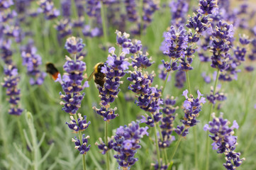 lavender field in region