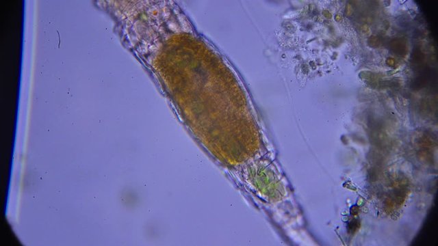 microscopic shrimp. shooting under the microscope