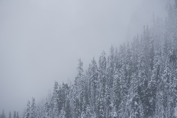 Fototapeta na wymiar Moody Snow Covered Trees in the Clouds