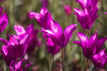Beautiful Magenta tulips on a blurry green background. In spring, beautiful tulips bloom in the garden. Magenta tulips close-up - on a blurry background for printing, decor, Wallpaper, posters.
