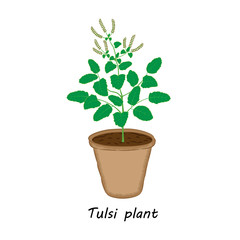 Vector illustration of a Tulsi/ Holy basil plant in a pot. 