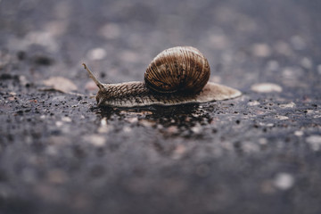 Close-up of a snail on a path during a rainy day.