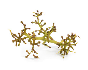 Green grape branch isolated on a white background. The remainder of the grapes, ate the berries....