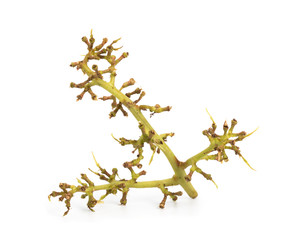 Green grape branch isolated on a white background. The remainder of the grapes, ate the berries. Full depth of field.
