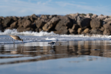 seagulls on beach