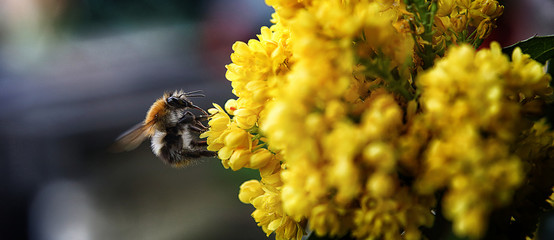 trzmiel w objęciach kwiatów © Dawid
