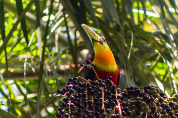 Tucan at palm tree in Mairipora state of Sao Paulo Brazil © Ralbertini
