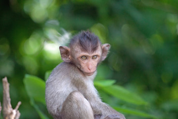 可愛いサル