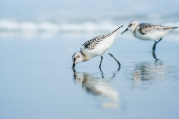 Sandpiper