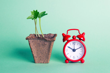 Flower in a peat pot on a green background, red alarm clock
