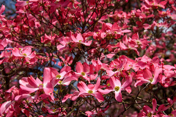 Closeup of pink dogwood in full bloom as a nature background
