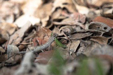 Anolis ustus Eating an Insect