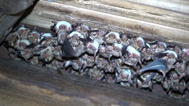 Gro&szlig;es Mausohr (Myotis myotis), Wochenstube auf Dachboden