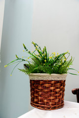Green plant in wicker basket, interior decoration, white background