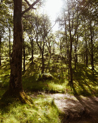 Naklejka premium Sunny Forest Trees Moss Nature Landscape Lake District England Summer Spring