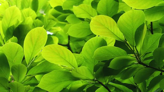 4k spring nature background of new fresh green leaf swaying in the wind at sunny day Yulan magnolia tree