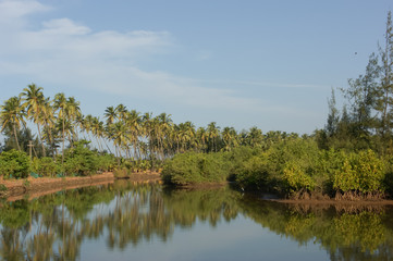 Fototapeta na wymiar Palm trees near the lake