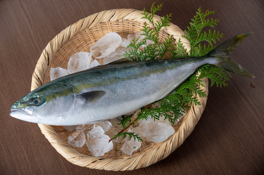Inada, japanese whole raw yellow tail