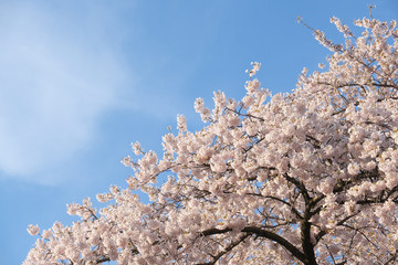 青空と満開の桜