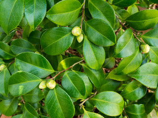 Camellia japanese buds and leaves