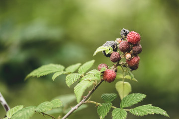 wild strawberry on a bush