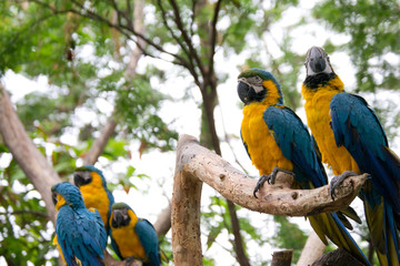 blue and yellow macaw - parrots -ecuador