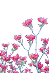 Fototapeta na wymiar Pink Dogwood Flowers in bloom