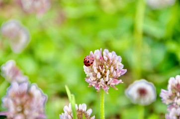 ★七星てんとう虫とシロツメグサの花
