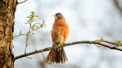 Robin above on tree branch