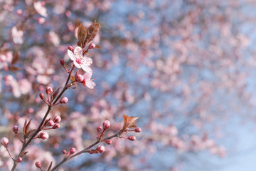 Twig with cherry flowers