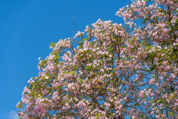 Pink trumpet tree (Tabebuia heptaphylla a.k.a. Handroanthus heptaphyllus) - Pembroke Pines, Florida, USA