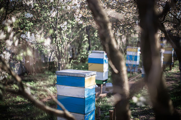 Old multicolored hives on apiary. Flowering cherry with pollen for development of bees in April. Primroses near hives with copper bees. Beekeeping